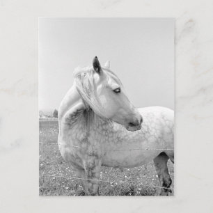 Cartão Postal Cinzas aplainadas na pastagem