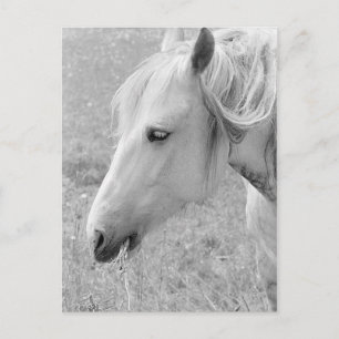 Cartão Postal Cinzas de barbear