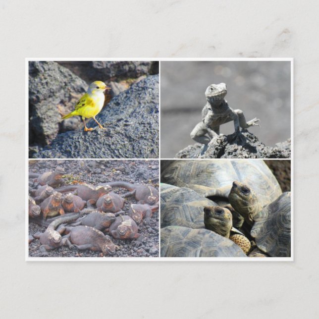 Cartão Postal cinzeiros das galápagos (Frente)