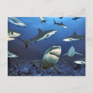 Cartão Postal Circular para o matar