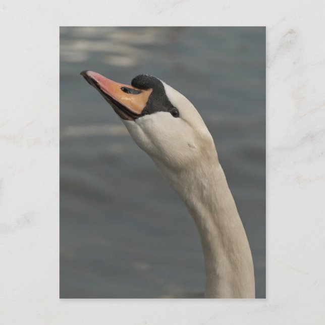 Cartão Postal Cisne (Frente)