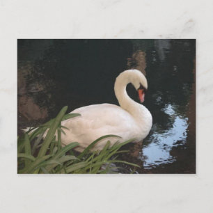 Cartão Postal Cisne