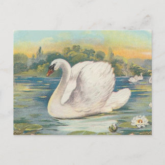 Cartão Postal Cisne