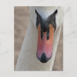 Cartão Postal Cisne