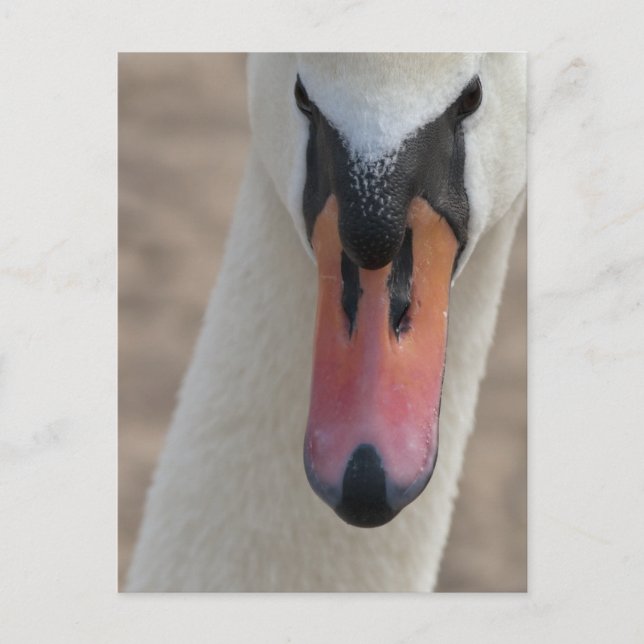 Cartão Postal Cisne (Frente)