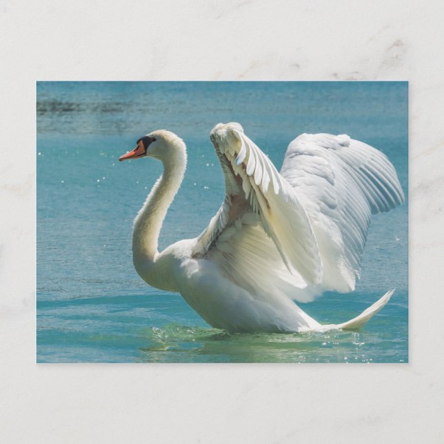 Cartão Postal Cisne Branco (Frente)