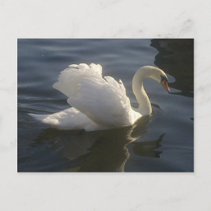 Cartão Postal Cisne Branco