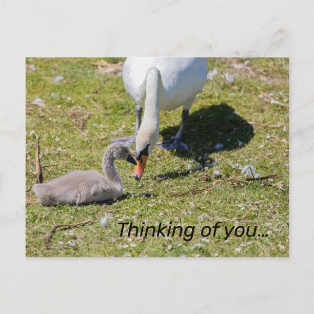 Cartão Postal Cisne Branco com Cygnet (Frente)