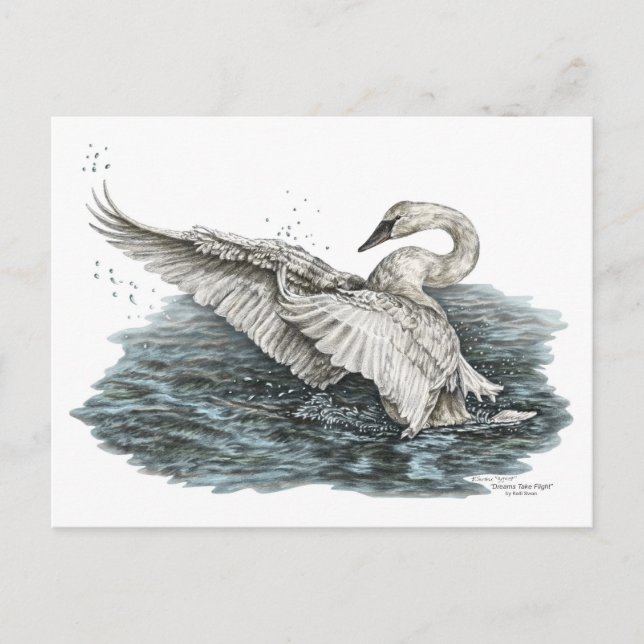 Cartão Postal Cisne branco na água (Frente)