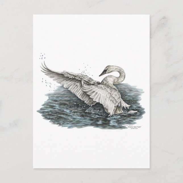Cartão Postal Cisne Branco na Água (Frente)