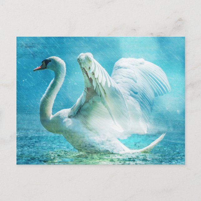 Cartão Postal Cisne branco na chuva (Frente)