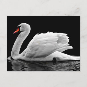 Cartão Postal Cisne Branco no Lago