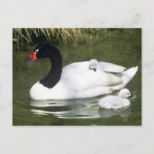 Cartão Postal Cisne de pescoço preto adulto e filhotes na água.