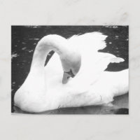 Cisne do lago — Preto e Branco