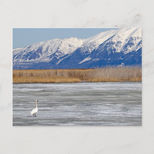 Cartão Postal Cisne e neve (Frente)