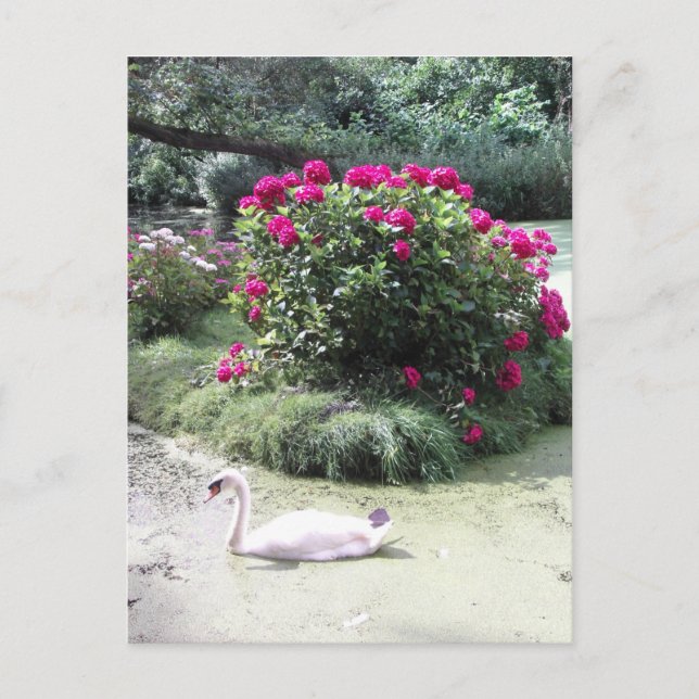 Cartão Postal Cisne - Ilha das Flores (Frente)