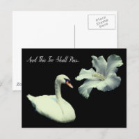 Cisne Inspirador Isso Também Passará 