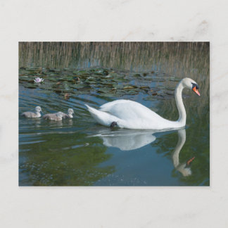 Cartão Postal Cisne mudo branco com cisnes filhotes no lago