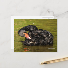 Cartão Postal Cisne Negra Elegante no Lixo
