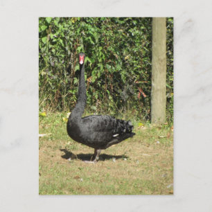 Cartão Postal Cisne Negro