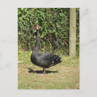 Cartão Postal Cisne Negro