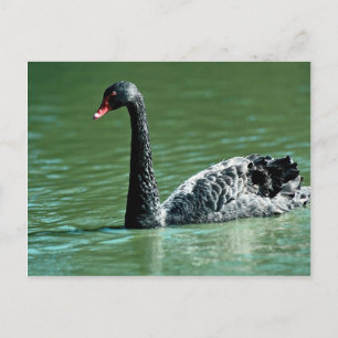 Cartão Postal Cisne negro, Austrália