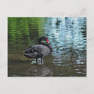 Cartão Postal Cisne Negro. Lago Roath Park, Cardiff, País de Ga