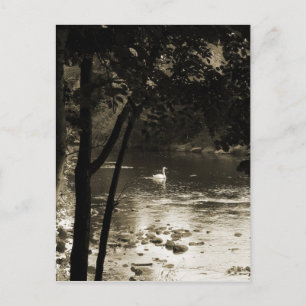 Cartão Postal Cisne no rio - vertical