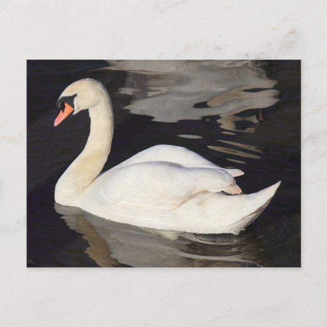 Cartão Postal Cisne num lago II (Frente)