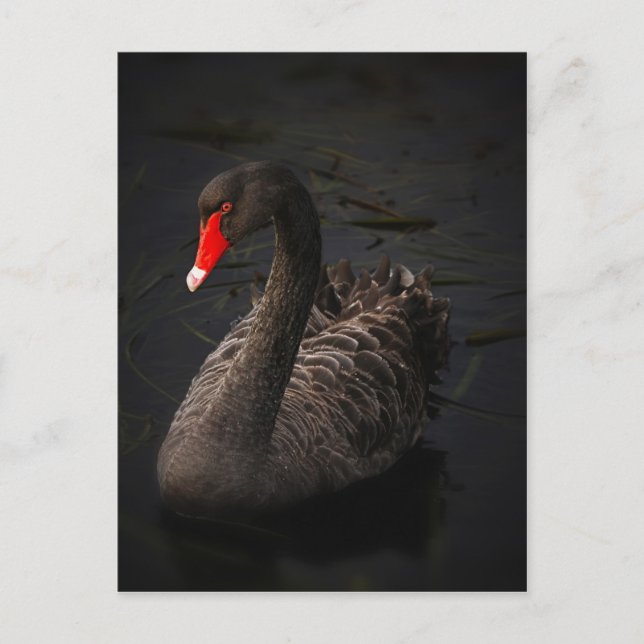 Cartão Postal Cisne preta (Frente)