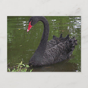 Cartão Postal Cisne Preto Magnífico na Água