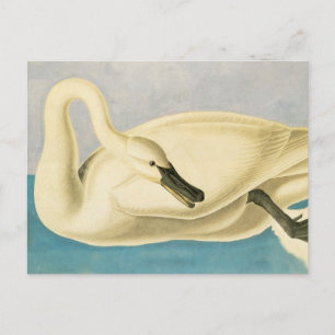 Cartão Postal Cisne Trombeteiro por John James Audubon, Ave Vint