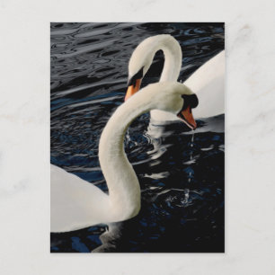 Cartão Postal Cisnes