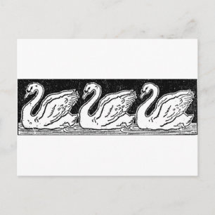 Cartão Postal Cisnes