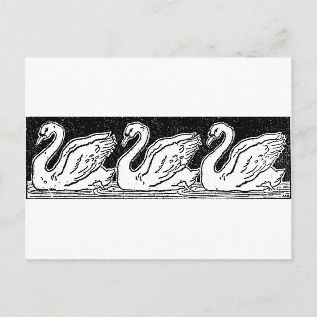 Cartão Postal Cisnes (Frente)
