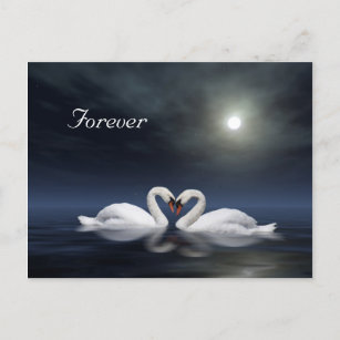 Cartão Postal Cisnes adoráveis