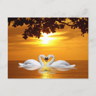 Cartão Postal Cisnes adoráveis