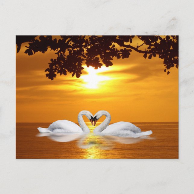 Cartão Postal Cisnes adoráveis (Frente)