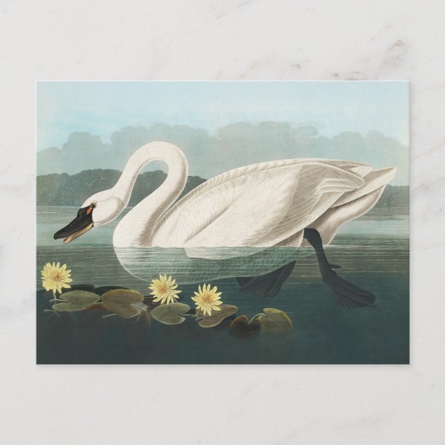 Cartão Postal cisnes brancas de pássaro de audubon do cisne (Frente)