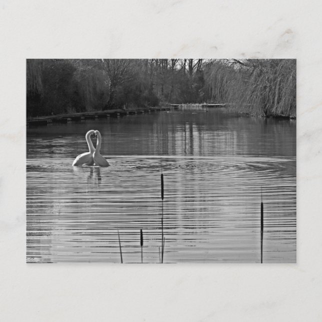 Cartão Postal Cisnes de corte em preto e branco (Frente)
