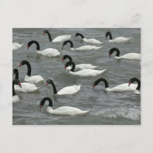 Cartão Postal Cisnes de pescoço negro (Cygnus melancoryphus)