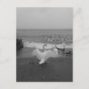 Cartão Postal Cisnes e Pássaros Pretos e Brancos no Lago Ontário