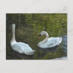 Cartão Postal Cisnes Graciosos