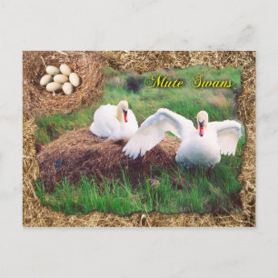 Cartão Postal Cisnes-mudos protegendo ninho, Maryland