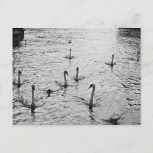 Cartão Postal Cisnes negras e brancas