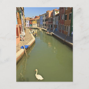 Cartão Postal Cisnes no canal, Ilha de Burano, Veneza, Itália