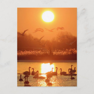 Cartão Postal Cisnes no Lago ao Pôr do Sol