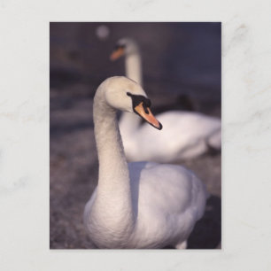 Cartão Postal Cisnes no lago Windermere