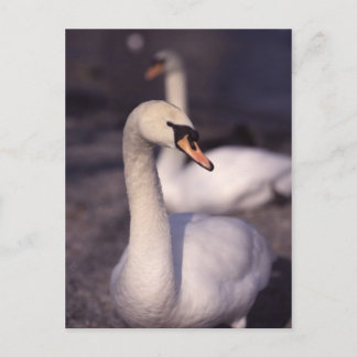 Cartão Postal Cisnes no lago Windermere