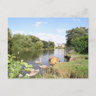 Cartão Postal Cisnes no rio Liffey Dublin